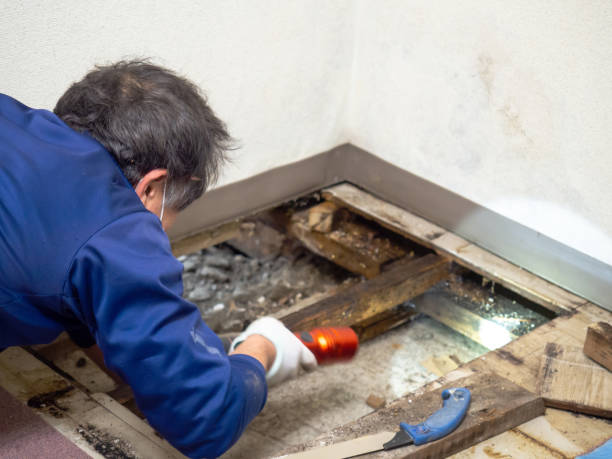 Carson City, MI Mold Remediation Company
