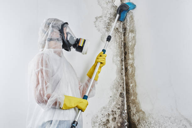 Best Industrial Mold Remediation in Carson City, MI