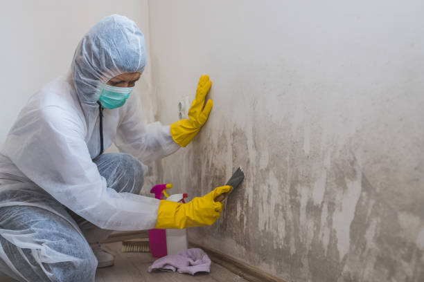 Best Mold Testing and Inspection Services in Carson City, MI