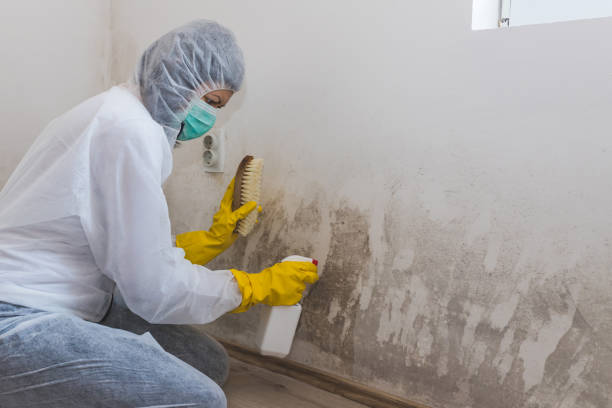 Best Basement Mold Remediation in Carson City, MI