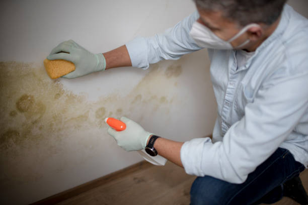 Best Preventive Mold Services in Carson City, MI