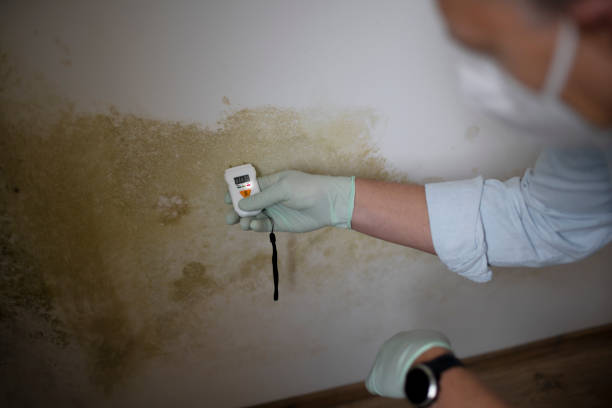 Best Commercial Mold Remediation in Carson City, MI