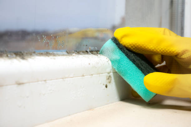 Best Insurance-Related Mold Remediation in Carson City, MI