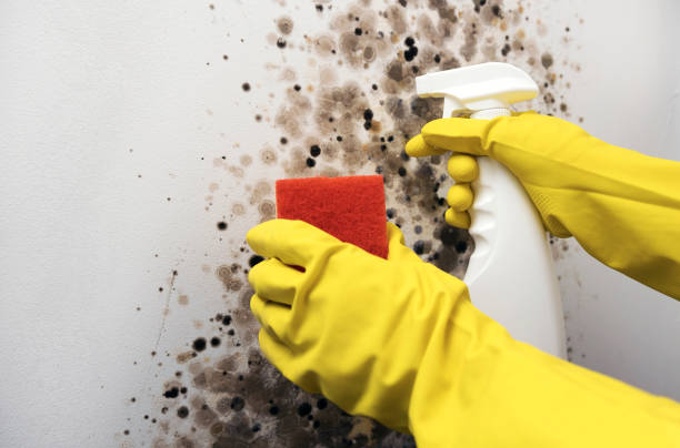 Best Preventive Mold Services in Carson City, MI