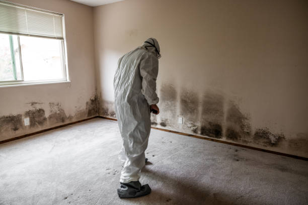Best Industrial Mold Remediation in Carson City, MI
